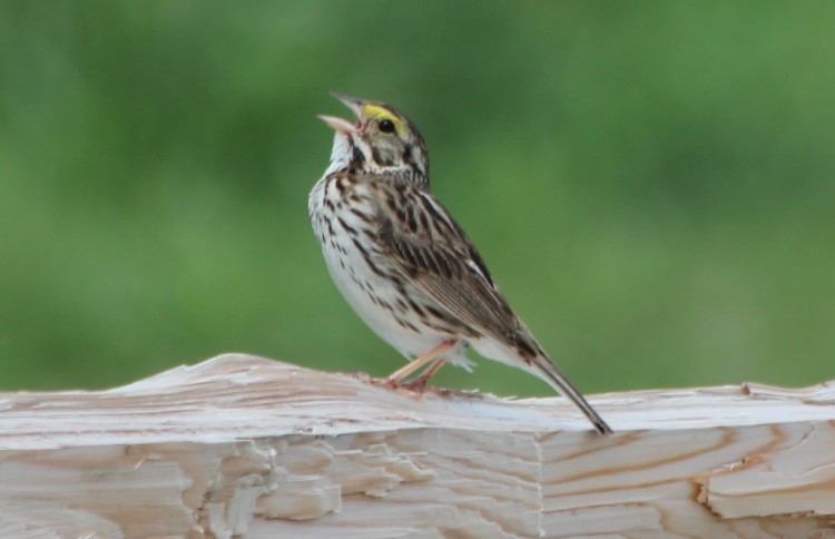 Savannah Sparrow Seranading Mate